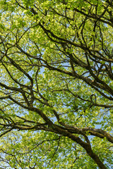 Wall Mural - Sunlight filtering through tree branches in natural landscape, sustainability