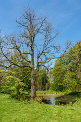 Wall Mural - Sunlight filtering through tree branches in natural landscape, sustainability