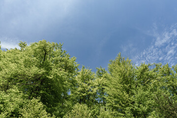 Wall Mural - A lush tree with green leaves stands tall under the blue sky