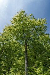 Wall Mural - A lush tree with green leaves stands tall under the blue sky
