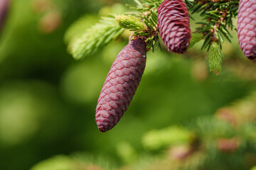 Wall Mural - A close up of a shortstraw pine cone on a tree branch