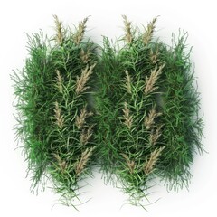 Wall Mural - Top view savanna flowery grass row 3d render isolated on white background 