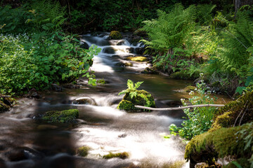 Wall Mural - A serene waterfall flows through lush vegetation in a forest