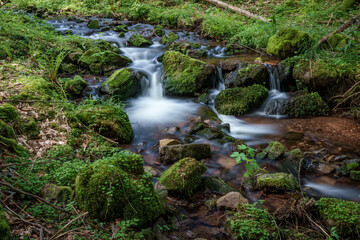 Wall Mural - A serene waterfall flows through lush vegetation in a forest
