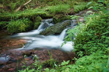 Wall Mural - A serene waterfall flows through lush vegetation in a forest