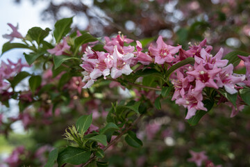 Poster - Beautiful shrubbery - pink flowers on a branch.