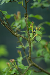 Sticker - Small green pear fruits on the tree.