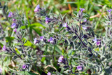 Fototapeta Tęcza - Flowering alkanet or dyers' bugloss (lat.- alcanna tinctoria tausch)