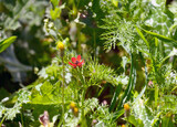 Fototapeta Tęcza - Small-fruit pheasant's-eye or red chamomile (lat.- adonis microcarpa)