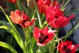 Fototapeta Tęcza - Flowering wild tulipa (lat.- Tulipa agenensis)