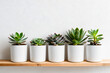 © mdabu - succulent plant on the shelf against empty wall mockup