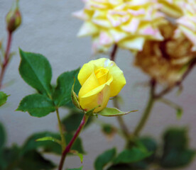 Wall Mural - Yellow mini rose blossom