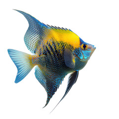 Poster - Angelfish side view full body isolate on transparency background PNG
