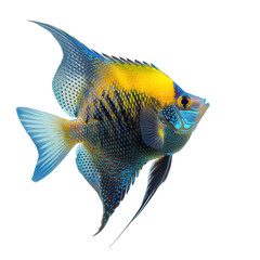 Sticker - Angelfish side view full body isolate on transparency background PNG