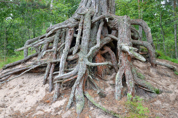 Wall Mural - Pine roots in summer forest.