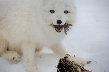 an arctic fox enjoys a meal on the snowy expanse of northern canada