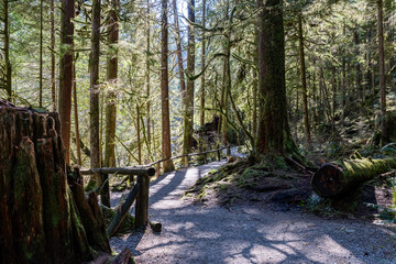 Wall Mural - path or road in forest park with tall trees weather and nature