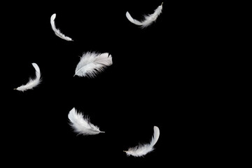 Wall Mural - abstract white bird feathers falling in the air. floating feathers. softness of feather on black bac