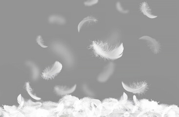 Wall Mural - abstract white bird feathers falling in the air. softness of floating feathers on gray background.