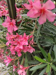 Wall Mural - Floral branches of some pink flowers,Ramas florales de unas flores de color rosa 