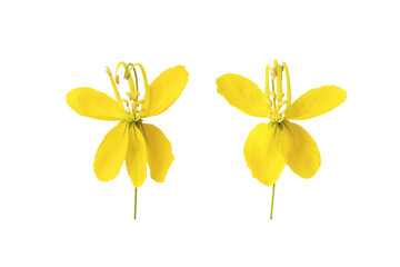 Wall Mural - yellow flowers butterfly local flora arrangement flat lay postcard style 