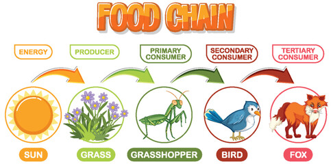 Depicts energy flow through a food chain