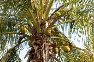 Wall Mural - Coconut fruits on a palm tree in the tropics
