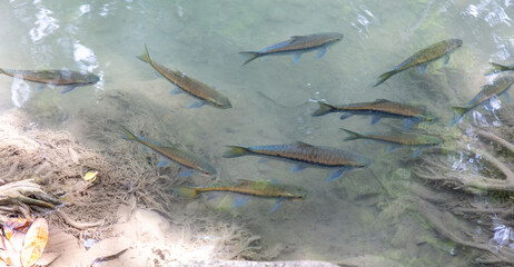 Wall Mural - The fish swims in clear mountain water