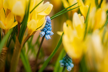 Wall Mural - spring flowers in the garden