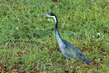 Wall Mural - Black-Headed Heron (Ardea melanocephala) in South Luangwa National Park. Zambia. Africa.