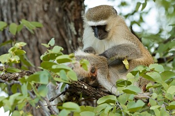 Wall Mural - Vervet Monkey (Chlorocebus pygerythrus) in South Luangwa National Park. Zambia. Africa.