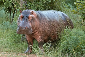 Wall Mural - Hippo (Hippopotamus amphibius) in South Luangwa National Park. Zambia.Africa.