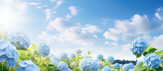 Poster - In early summer a blue sky and abundant hydrangea create a picturesque scene with ample copy space for an image 120 characters