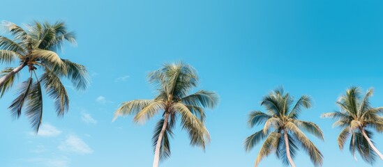 Poster - The image showcases flawless palm trees set against a stunning blue sky creating a mesmerizing copy space image