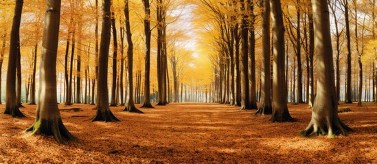 Wall Mural - a copse of beech trees with ample space around making it an ideal location for a copy space image