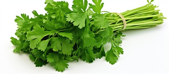 Aufkleber - An isolated bunch of parsley on a white background providing ample copy space for design or text elements