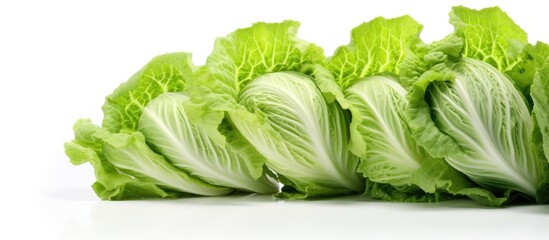 Poster - A copy space image of a green cabbage placed on a white background