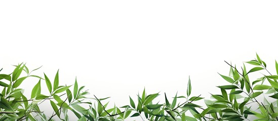 Aufkleber - A vibrant copy space image of fresh bamboo leaves standing out against a white background and isolated with a clipping path