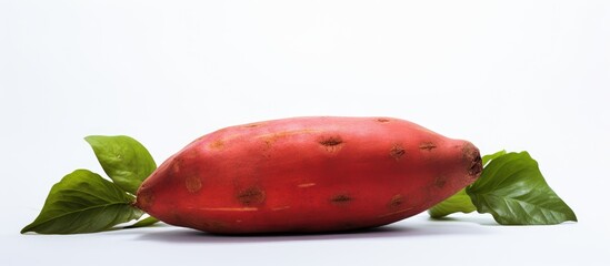 Poster - Copy space image of a vibrant red sweet potato against a white backdrop