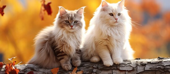 Poster - A pair of cats with a beautiful autumn background perfect for a copy space image