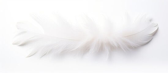 Aufkleber - A top down view of a white feather flower on a white background perfect for a flat lay photograph. Creative banner. Copyspace image