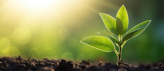 Poster - Close up macro image of a fresh sprout on a tea plant in the morning sunlight displaying its beautiful green leaf and tree plant design concept Perfect for copy space image 183 characters