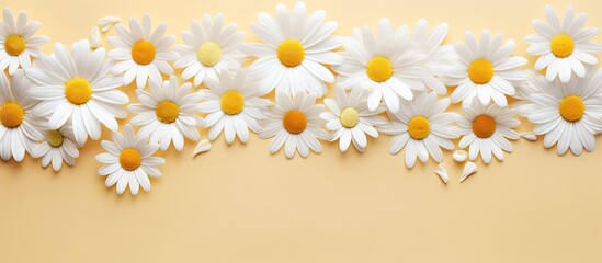 Aufkleber - Aesthetic summer copy space image with bright chamomile flowers pattern on a beige background