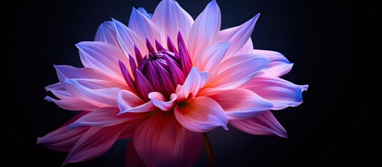 Poster - A beautiful flower with hues of purple and pink. with copy space image. Place for adding text or design