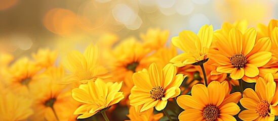 Close up of vibrant yellow flowers with copy space image