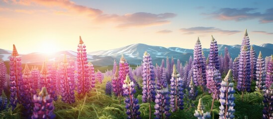 Poster - On a green hill there is a picturesque scene of lupines in full bloom creating a beautiful display of colors The image allows for an empty space. with copy space image