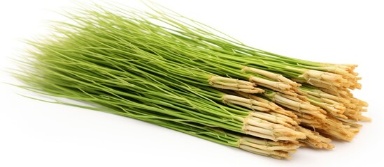 Poster - A pile of dried field horsetail also known as Equisetum arvense a natural herbal remedy isolated on a white background with copy space