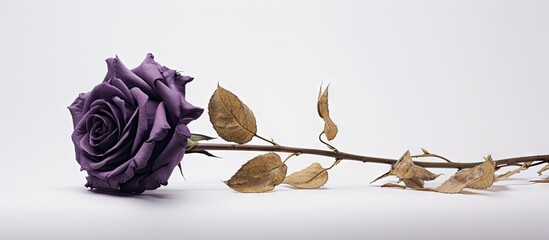 Aufkleber - A dried purple rose is displayed in a golden frame against a clean white background allowing for copy space in the image