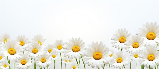 Poster - A delightful copy space image of isolated daisy flowers on a plain background