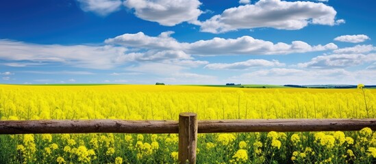 Poster - Agricultural landscape featuring a bright rapeseed field with a wooden pillar from an old fence set against a blue cloudy sky with fine weather Copy space image